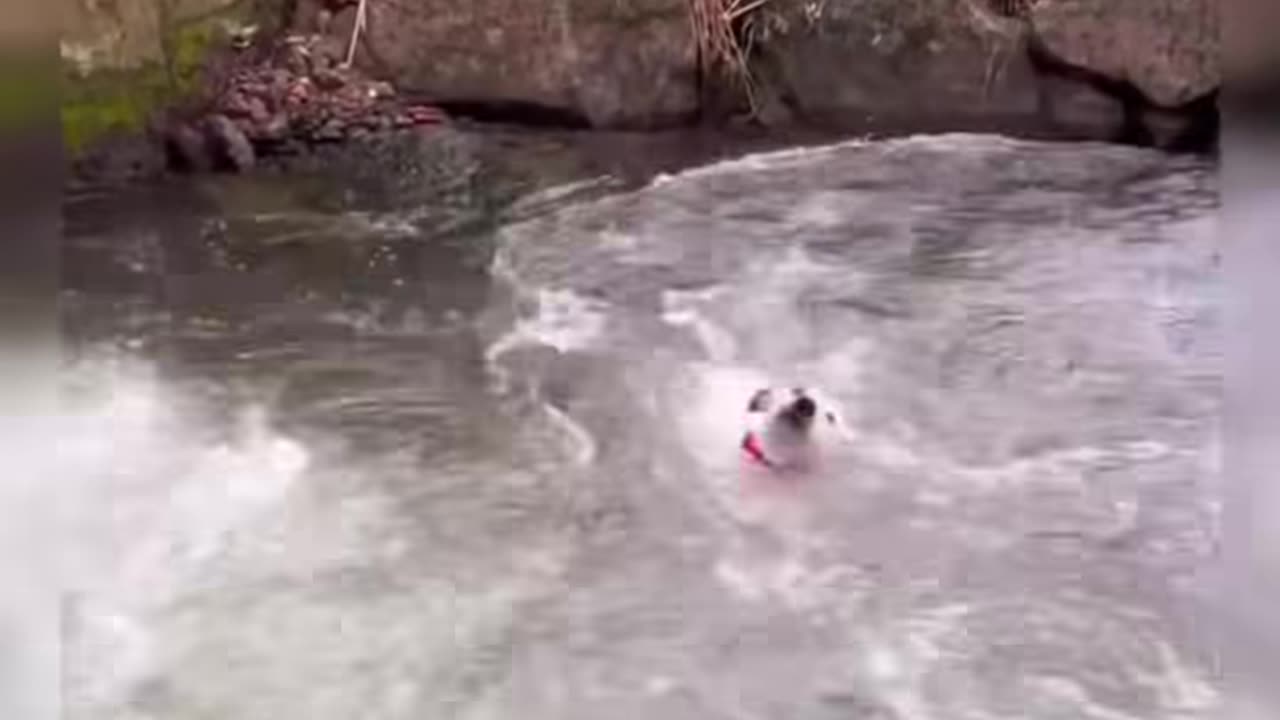 Cute little dog baby real funny video