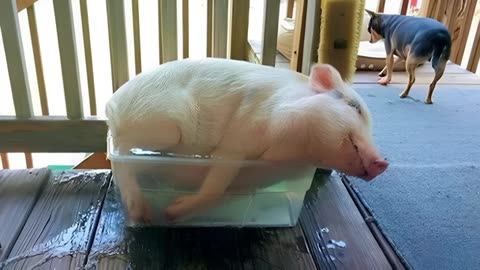 I didn't realize how funny pigs are until I saw this