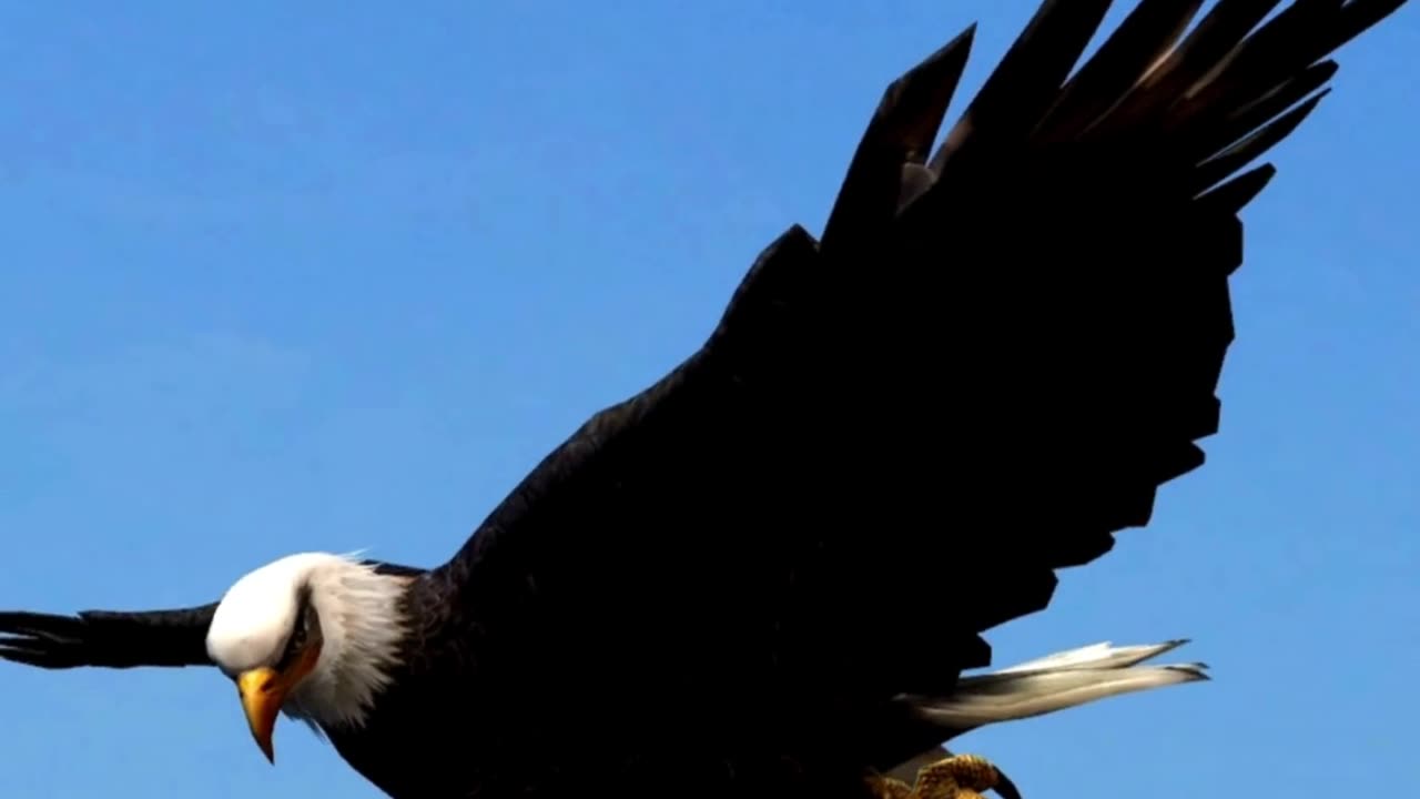 Rebirth of the eagle