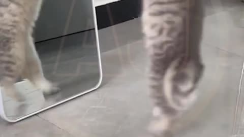 Funny video