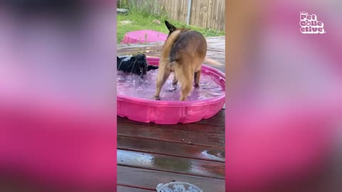 Funny Dogs & Cats