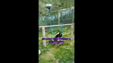 pandas engraçados cheiros peidos - Made with Clipchamp.mp4