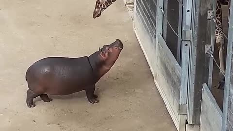 Baby Hippo Making Friends with a Giraffe - #viral #giraffe #baby #shorts