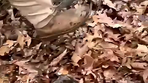 Oh no, I need help!😭🙈#animals #funny #travel #fyp #funnyanimals #pets #usa