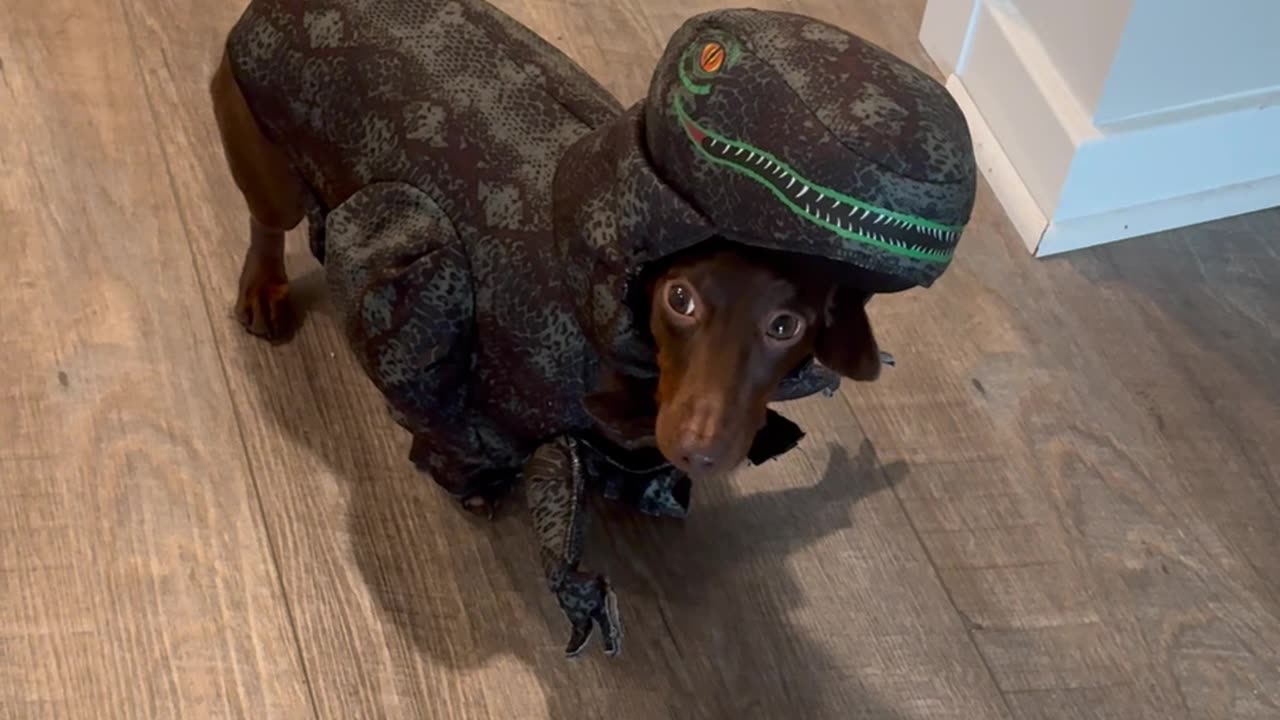 Roman the Dinosaur Dachshund