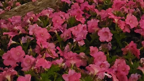 Thunderstorm rolls onto Petunias