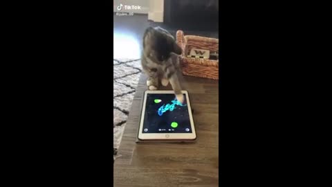 Funny videos