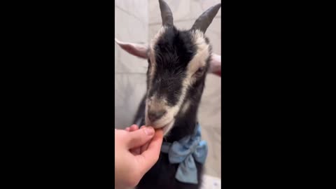 Daddy Goat 24/7 - Out Of Context Memes & Videos