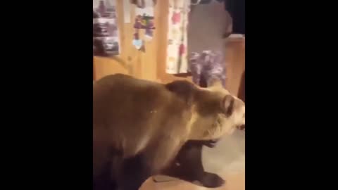 Daddy Goat 24/7 - Out Of Context Memes & Videos