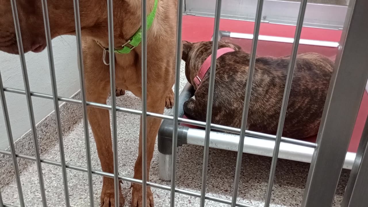 Loyas-on bed 2y A850532 Coco 2y A861395 kennel 167 PACC shelter Loyas mostly naps when I'm there 979