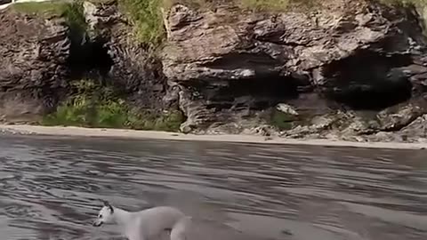 😂🐶 These Two Types of Dogs Are Too Real! | FunFM