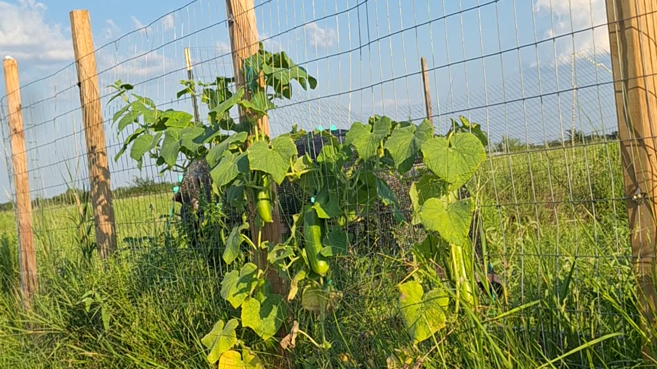 More cucumbers and watermelons coming