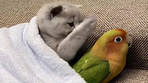 Kitten and parrot great friendship