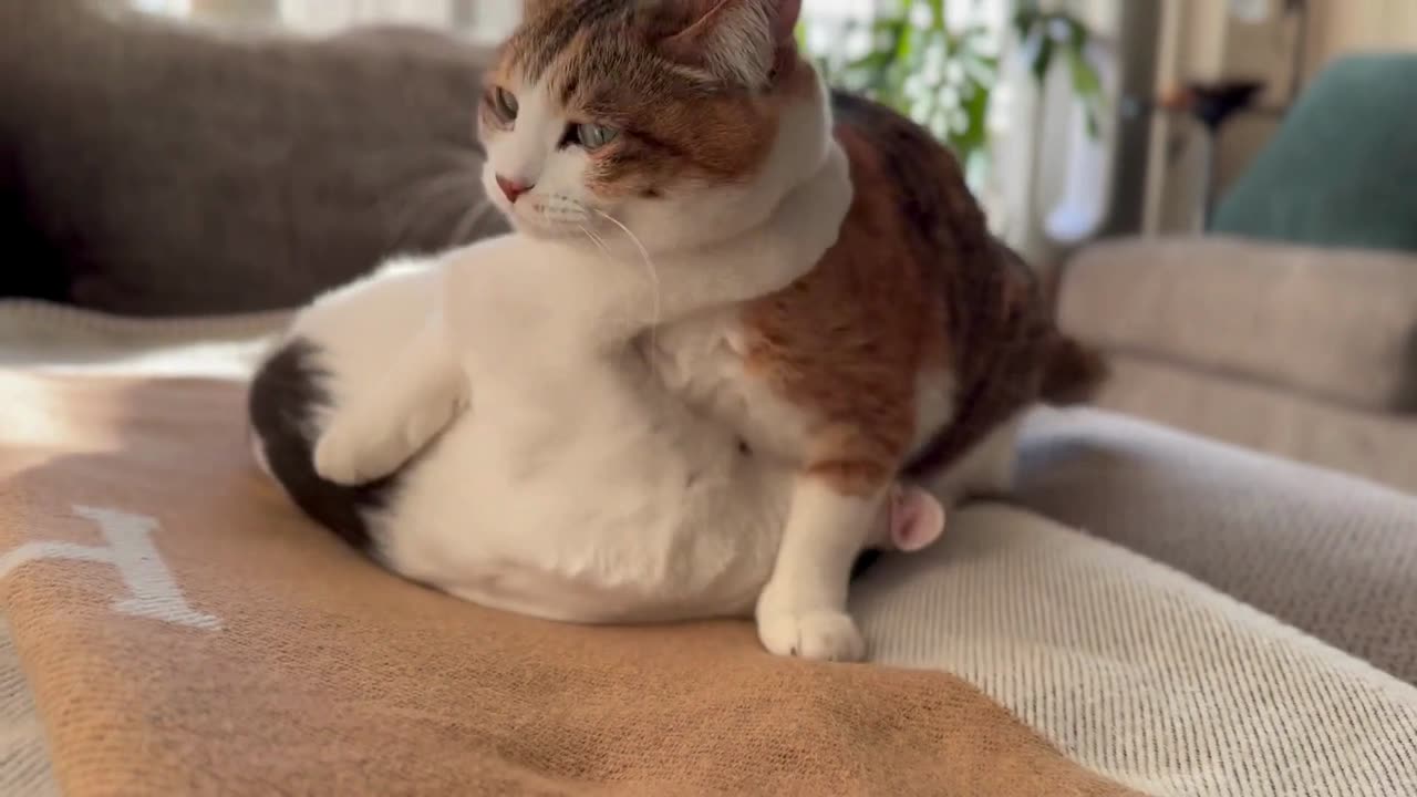 This Cat’s Reaction Is the Cutest Thing You’ll See Today 😺❤️