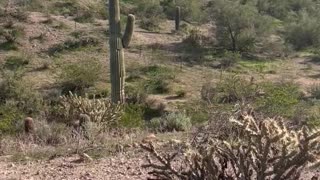 Nature Gives You Everything In Backyard