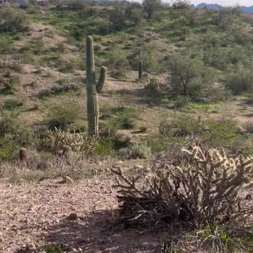 Nature Gives You Everything In Backyard