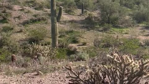 Nature Gives You Everything In Backyard