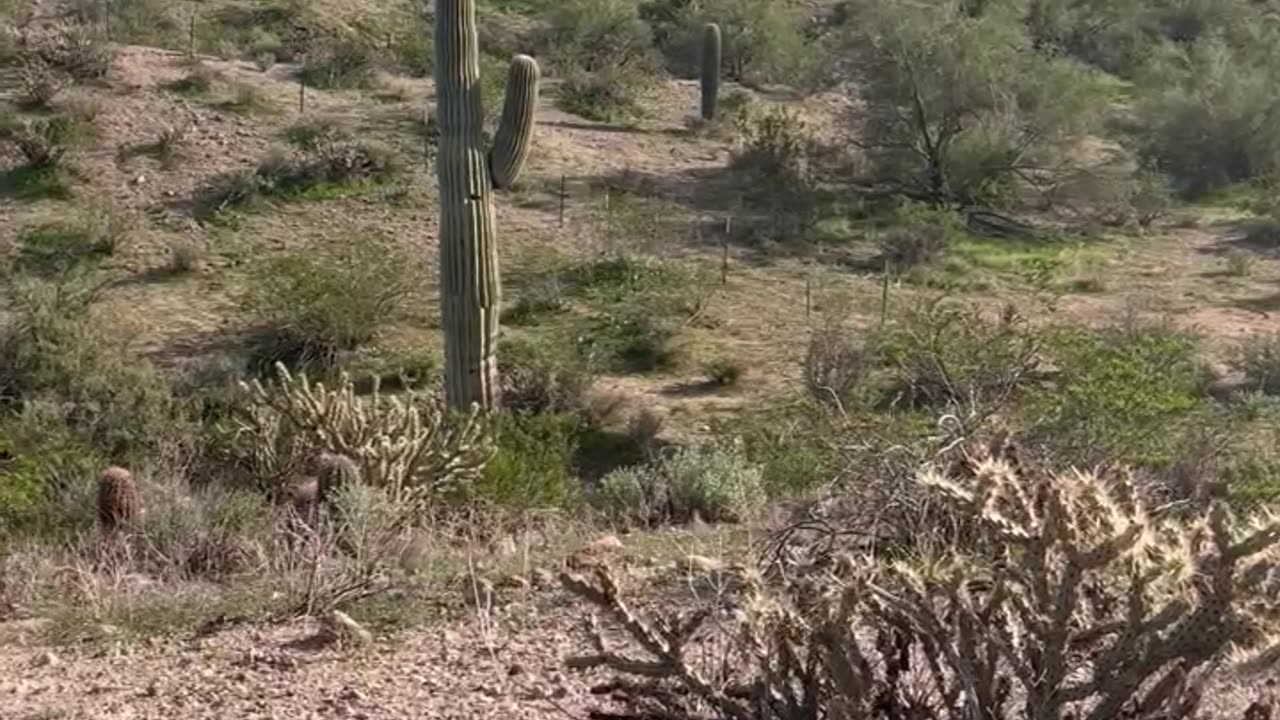 Nature Gives You Everything In Backyard