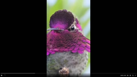 The Iridescence of this Anna’s hummingbird - nature is incredible 35 secs