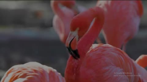 The Wild in Motion: 8K HDR 60FPS Animal Footage in Ultra HD