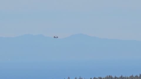 Whirl a Bird & a View