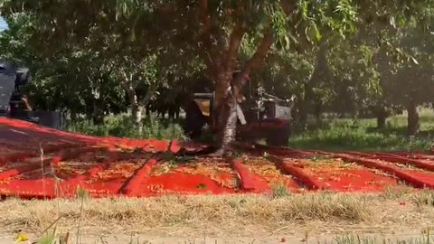 🤯✨ Cherry Harvesting Will Blow Your Mind! | FeedMyCuriosity