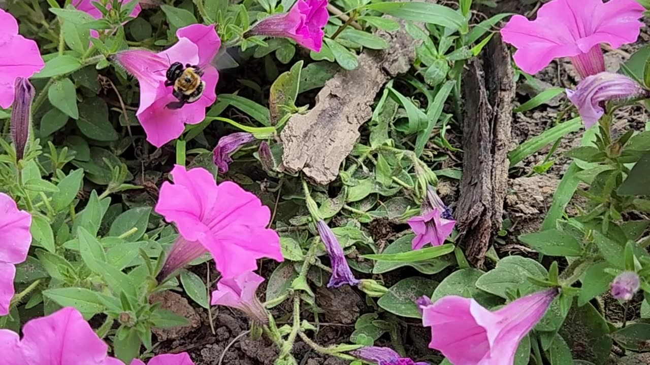 Big Mumma Queen Bee on the Bone and on the Rogue!