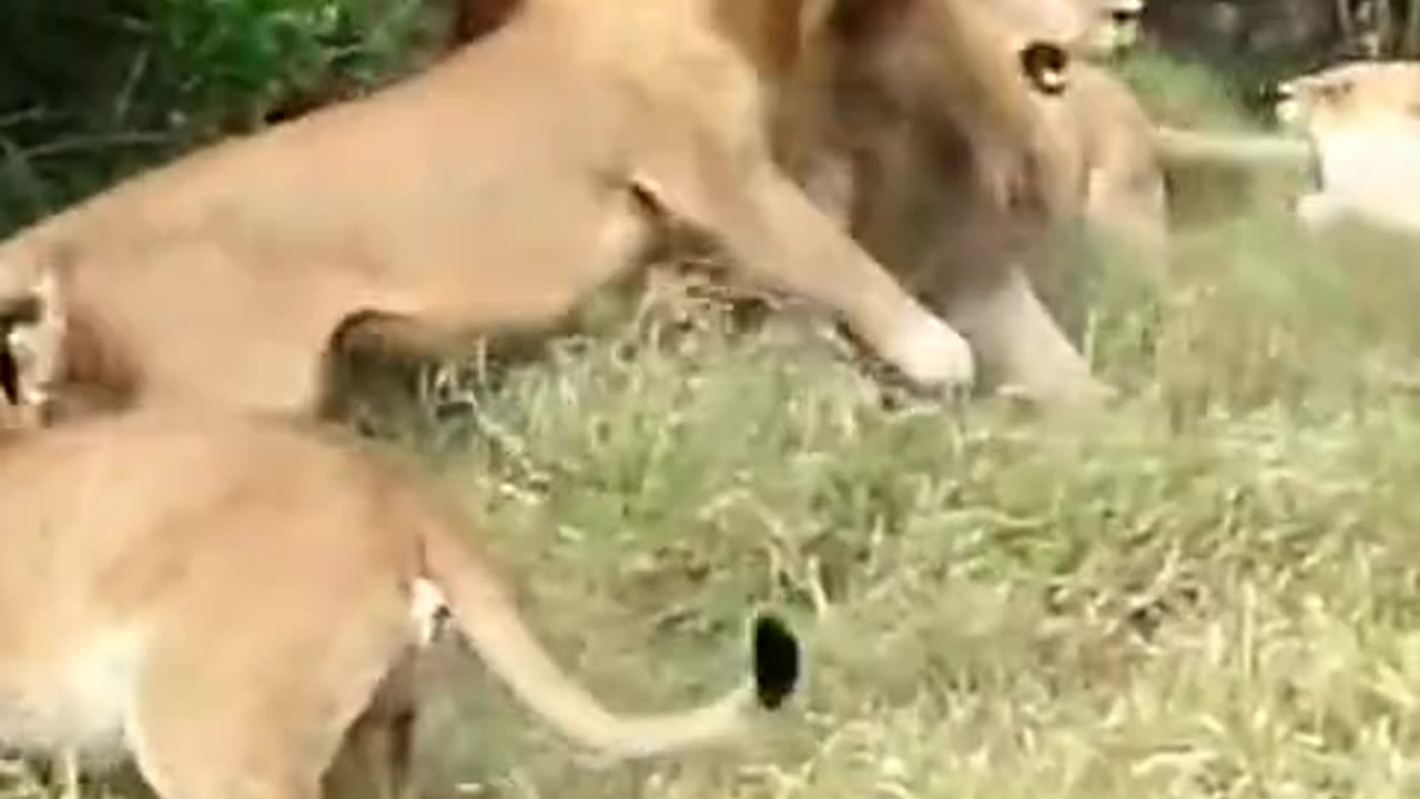 👇 🐅🦁 Tiger vs Lion – The Most Dangerous Fight Ever Caught on Camera!
