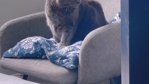 Cat attakng themselves!