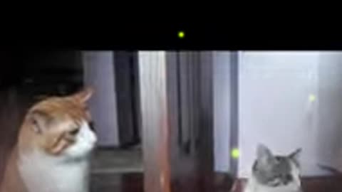 My Cat’s SHOCKING Reaction to Our New Kitten! 🐱😾❤️ #CuteCats #KittenDrama