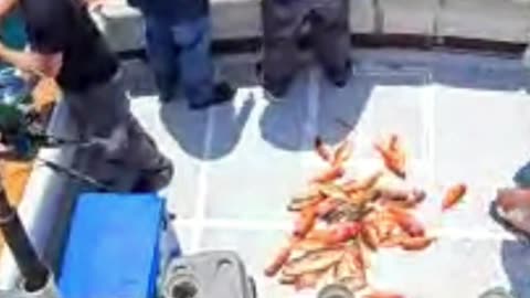 Rockfish, Salmon & More: Promar & Ahi USA Breakdown #734