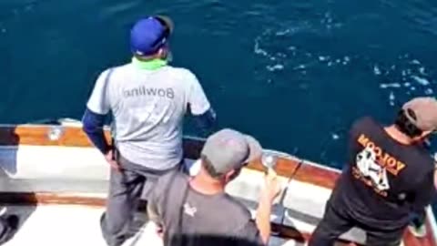 Rockfish, Salmon & More: Promar & Ahi USA Breakdown #734