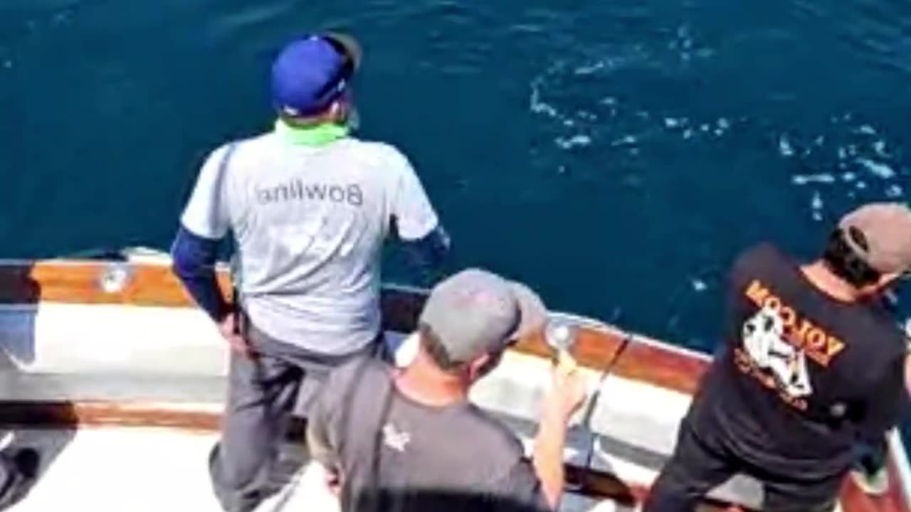 Rockfish, Salmon & More: Promar & Ahi USA Breakdown #734