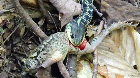 Snake eating a Toad