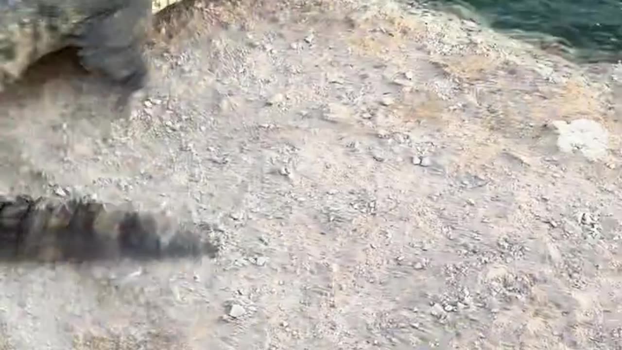 These crocodiles are so stubborn.