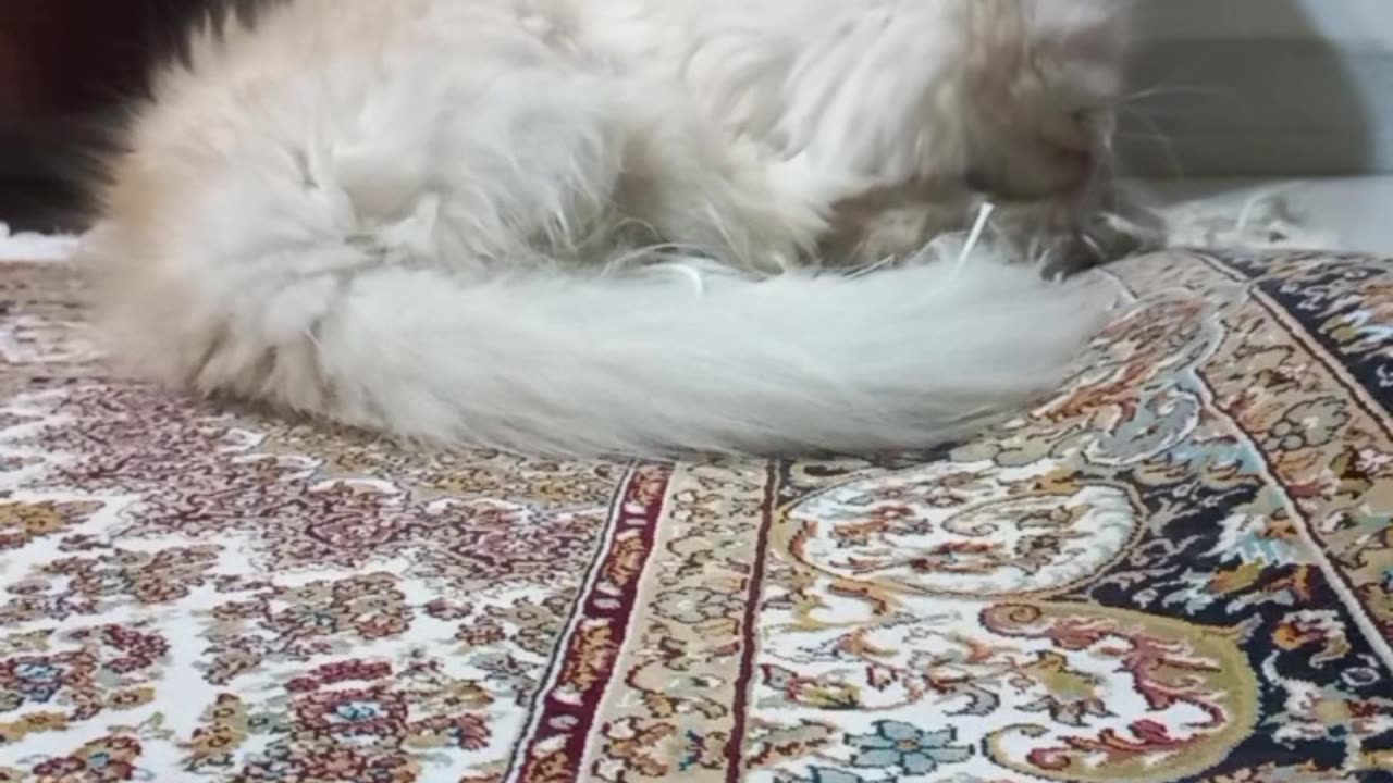 Pashmak funnyman