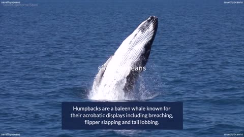 What do Humpbacks Blue Whales and Right Whales Have in Common Baleen Whales Oceana Canada