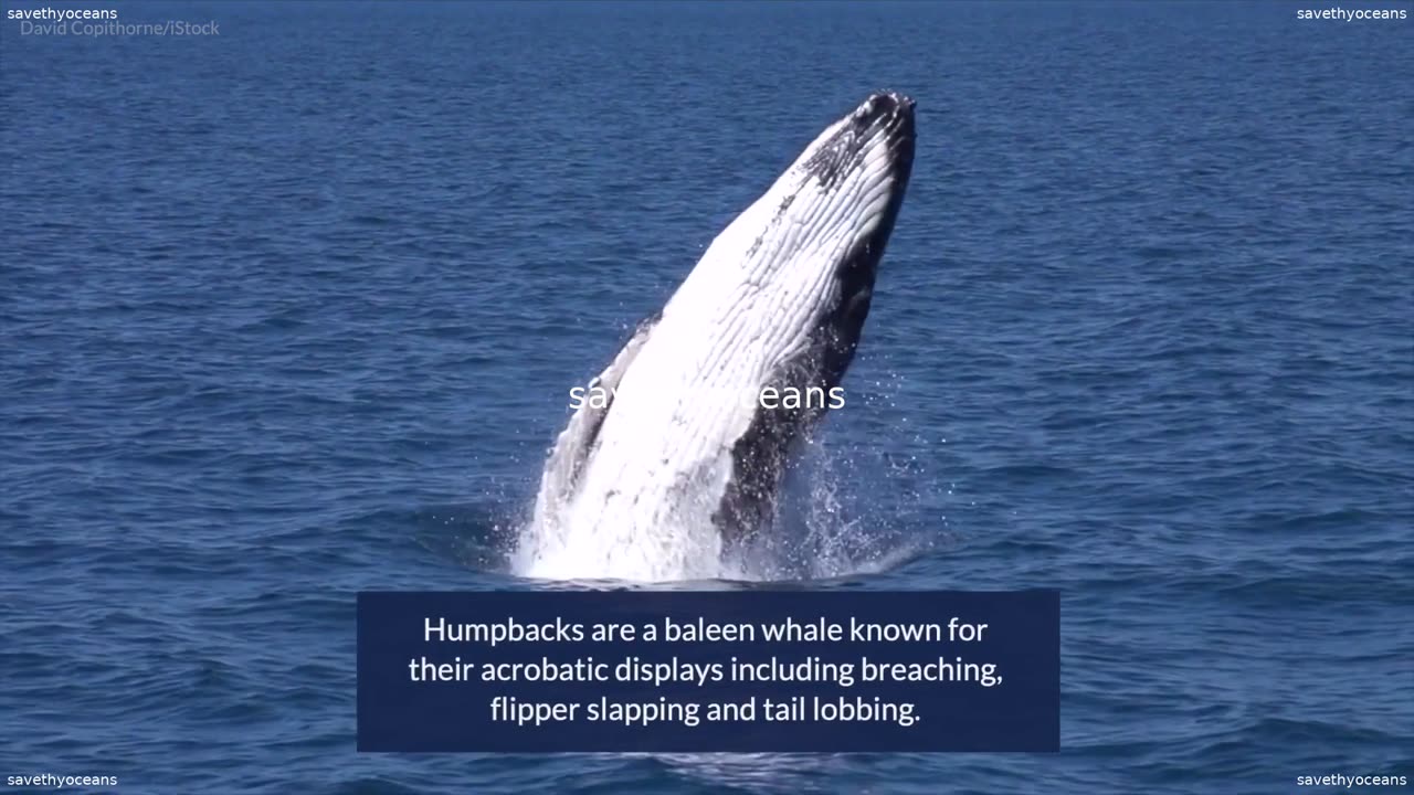 What do Humpbacks Blue Whales and Right Whales Have in Common Baleen Whales Oceana Canada