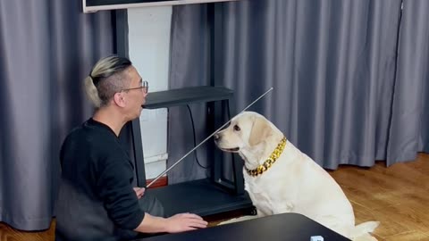 狗界当中的麻将王者The king of mahjong in the dog world