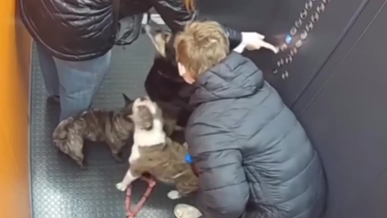Joven reacciona al instante y salva a un perrito de quedar ahorcado en un ascensor