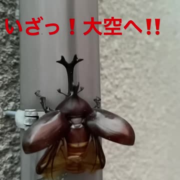 カブトムシ 飛ぶ瞬間 スロー映像