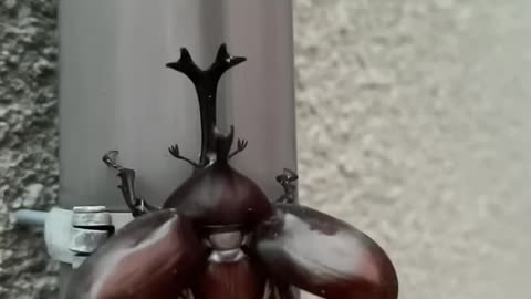 カブトムシ 飛ぶ瞬間 スロー映像