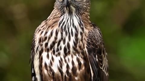 Amazing eagle