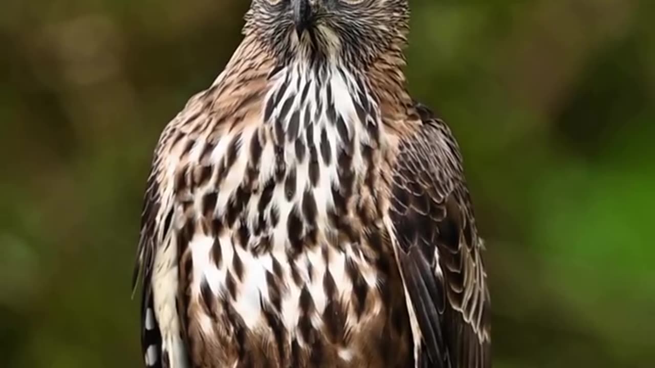 Amazing eagle