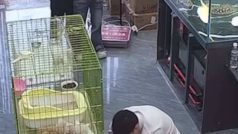 Infinite cat glitch