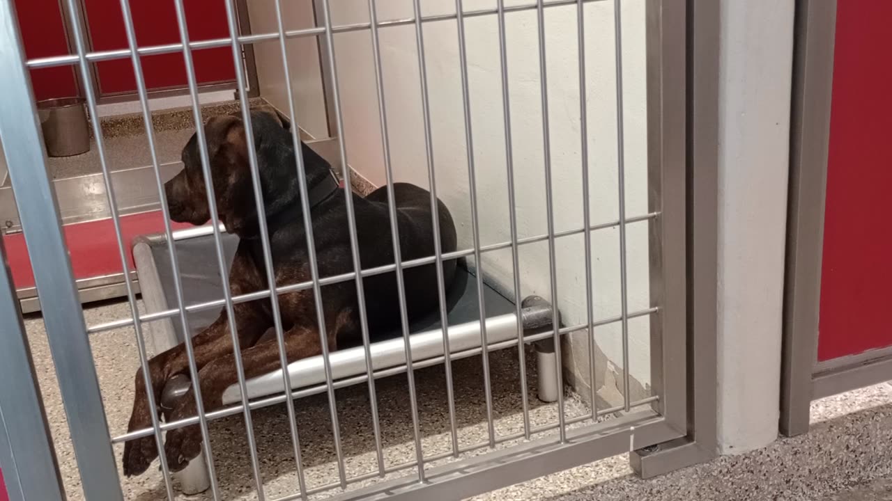 Clarence 1y A846346 kennel 191 Prince 2y A828871 kennel 164 PACC shelter now & again