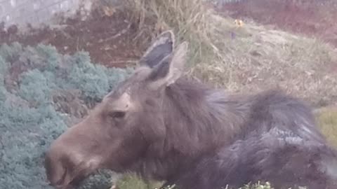 Moose Encounter Footage - Suburban Spokane