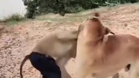 Tere Dar Se Dil La Bade Rahe ! Dog 🐶🐕 And Monkey 🐒 Ka Kya Video 📸 Hai