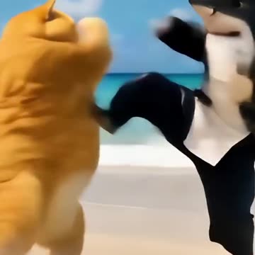 Orange cat fight with a shark. Ai cartoon orange fat cat funny video
