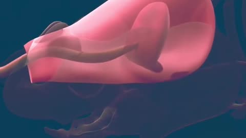 How Baby Is Born Normal Vaginal Delivery (3D Animation)